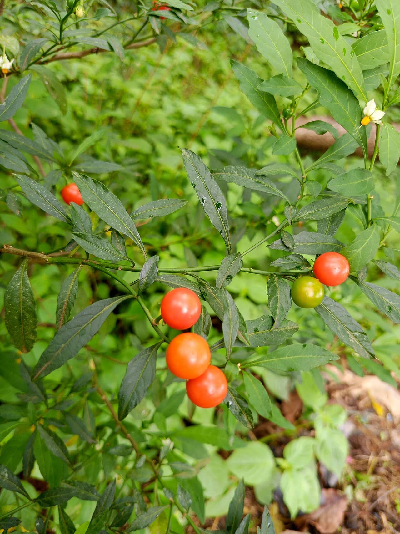 Christmas Cherry (Solanum pseudocapsicum), the whole plant.