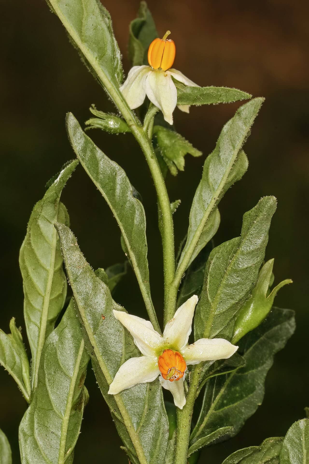 Flowers of Christmas Cherry (Solanum pseudocapsicum).