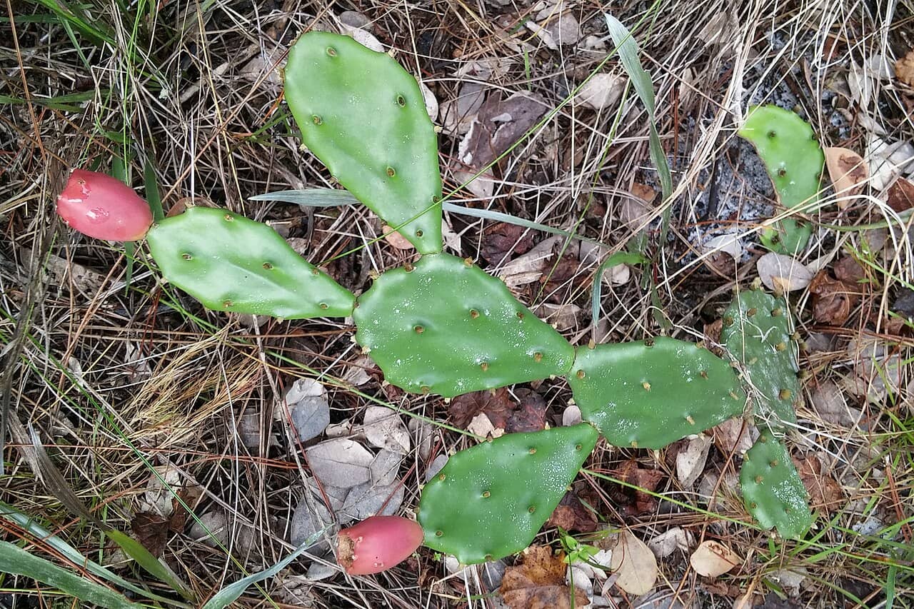 Southeastern Prickly-pear Cactus (Opuntia mesacantha), the whole plant.