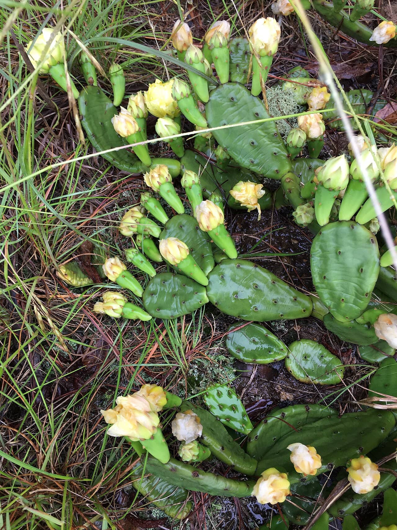 Flowers of Southeastern Prickly-pear Cactus (Opuntia mesacantha).