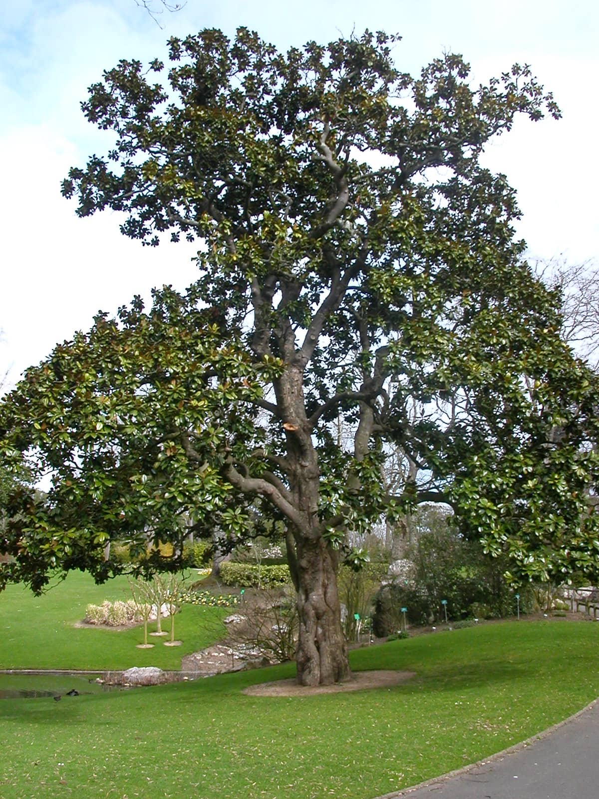 Southern magnolia (Magnolia grandiflora), the whole plant.