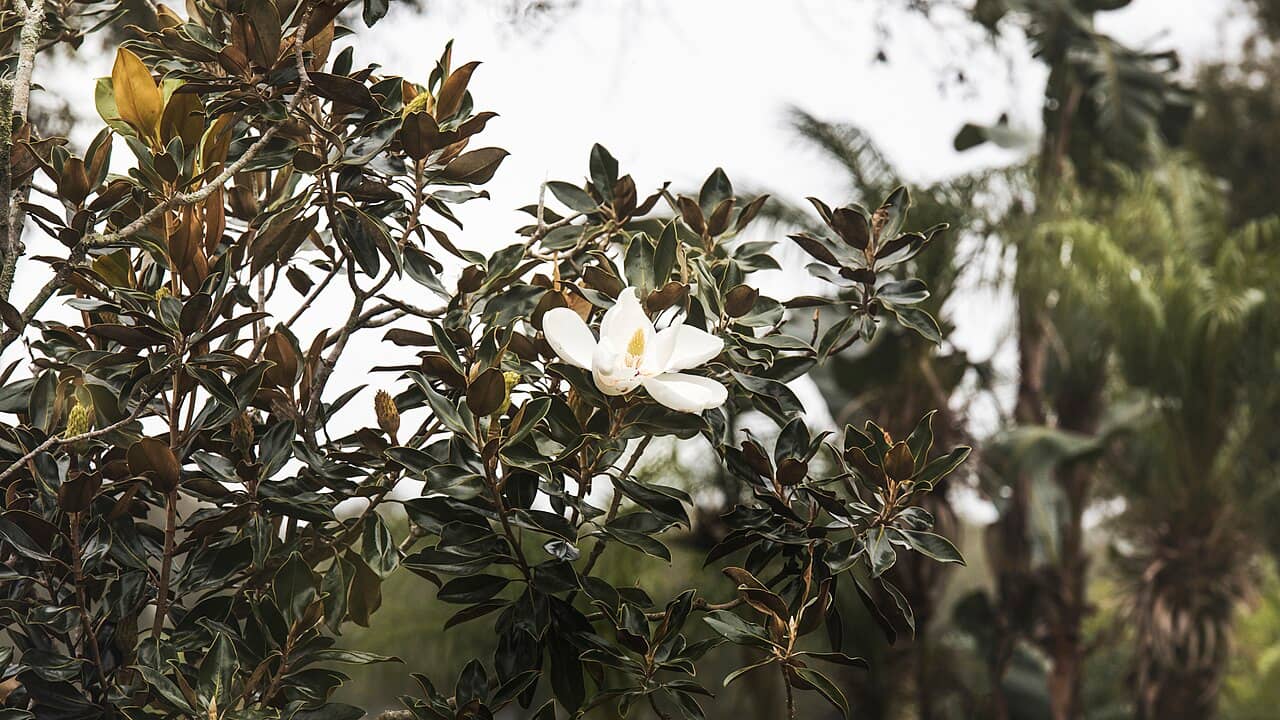 Flowers of Southern magnolia (Magnolia grandiflora).