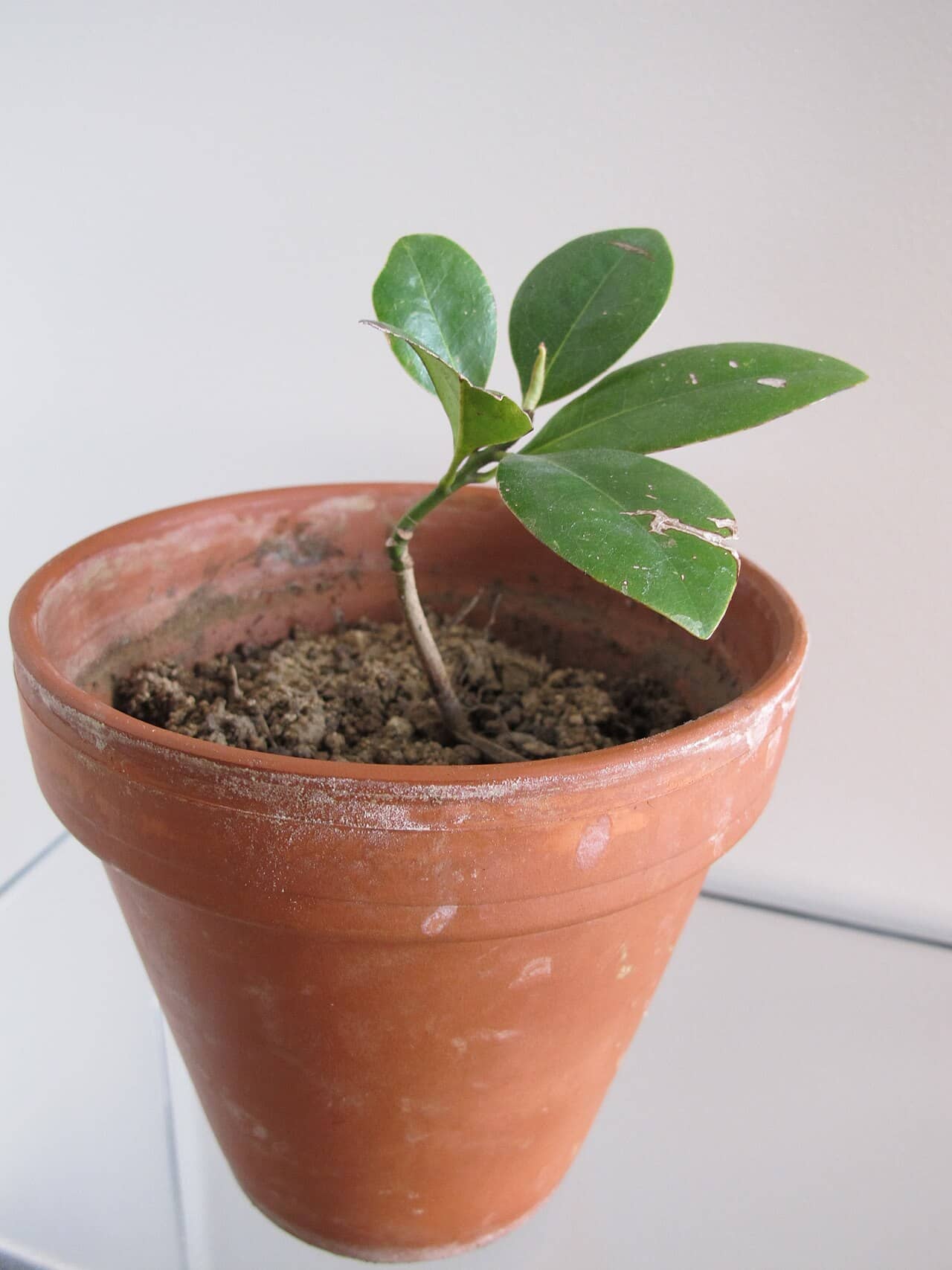 Southern magnolia (Magnolia grandiflora) growing in a pot.
