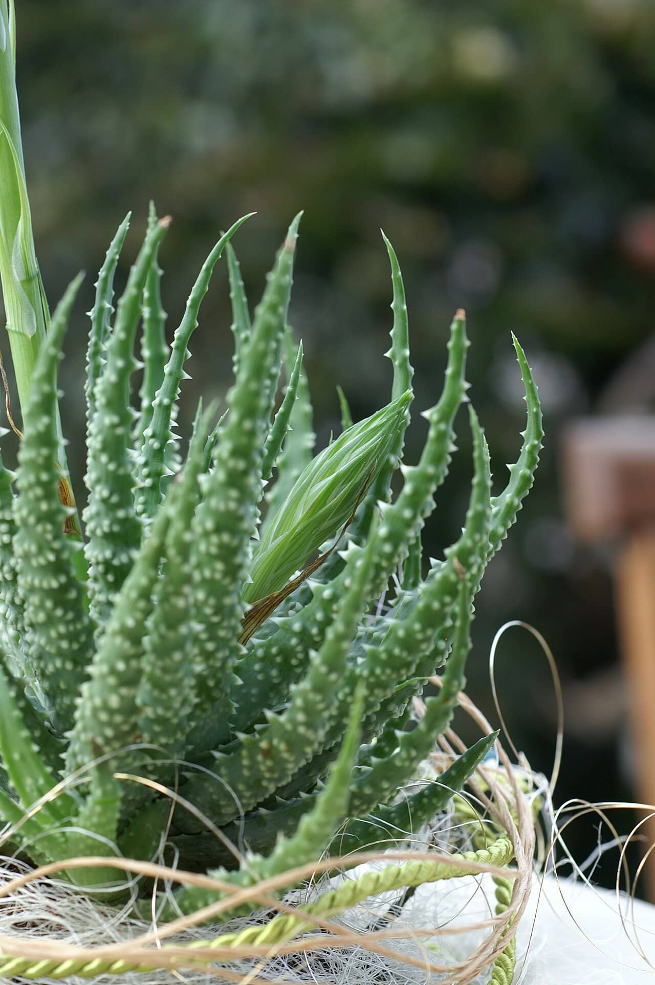Spider aloe (Aloe humilis), the whole plant.