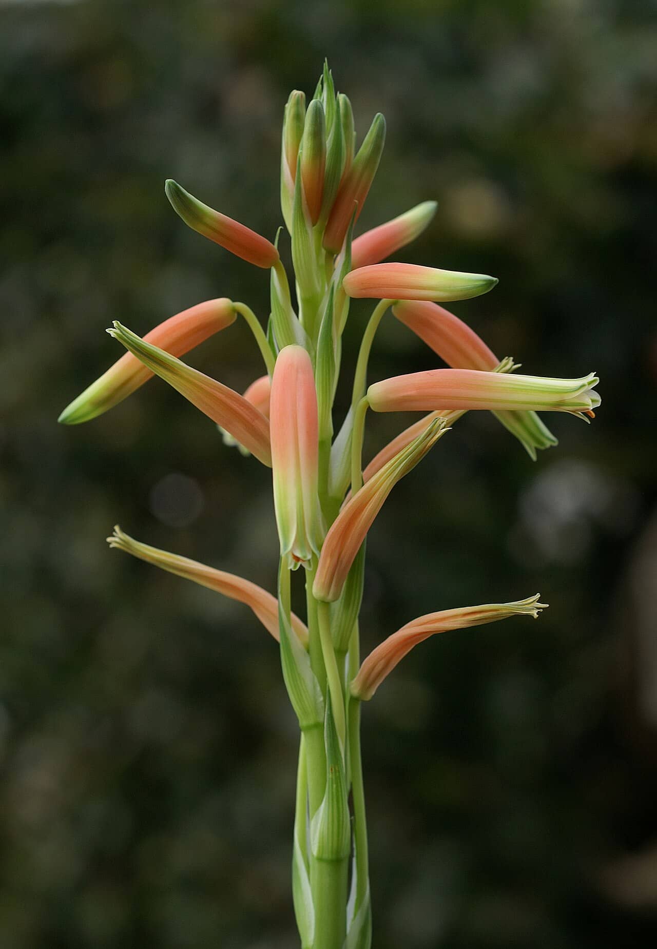 Flowers of Spider aloe (Aloe humilis).