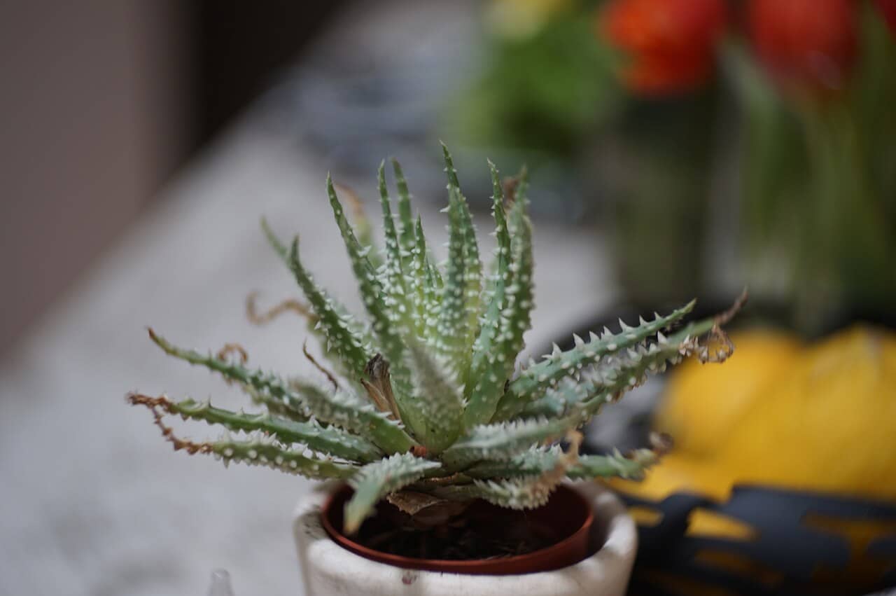 Spider aloe (Aloe humilis) growing in a pot.