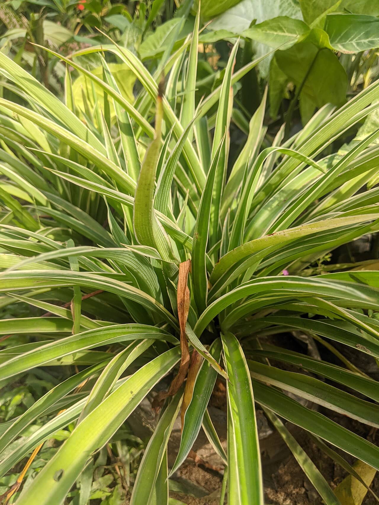 Spider plant (Chlorophytum comosum), the whole plant.