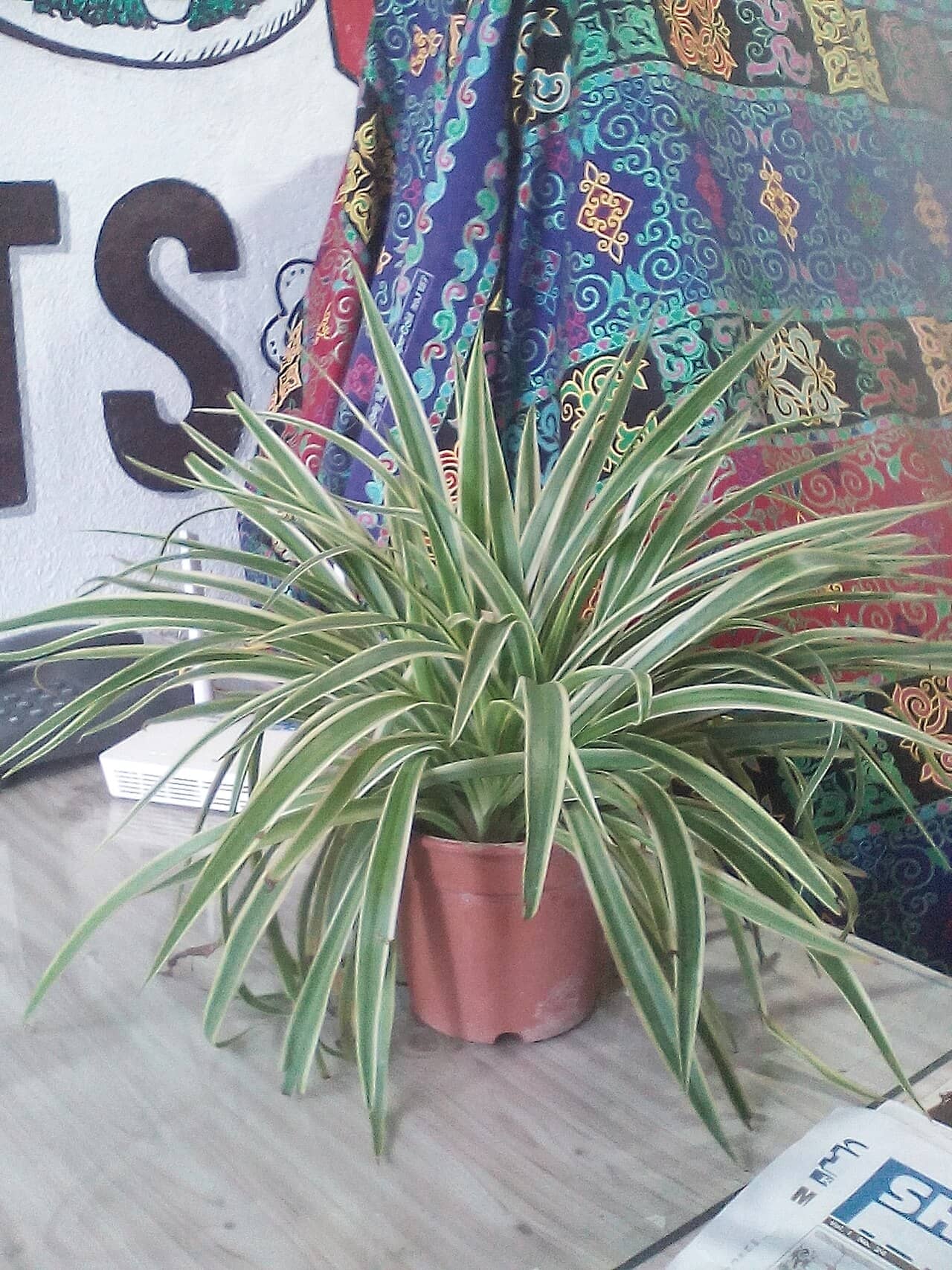 Spider plant (Chlorophytum comosum) growing in a pot.