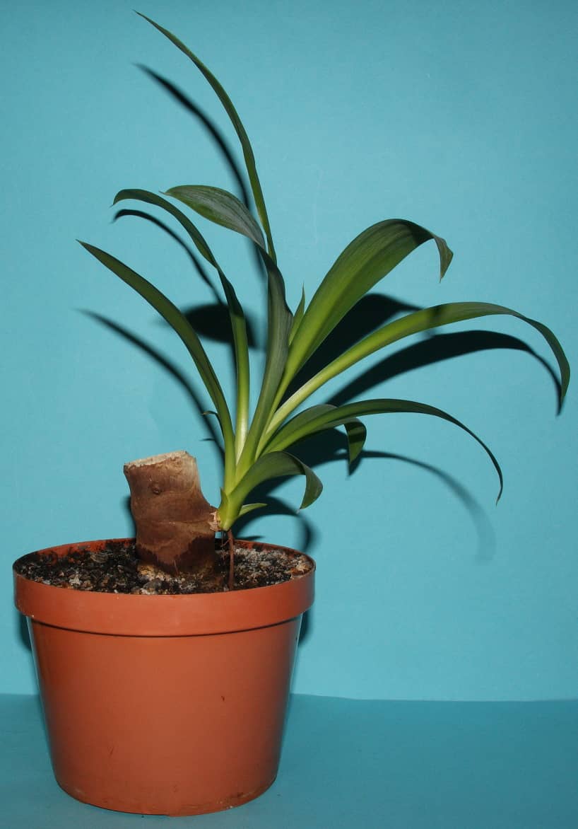 Spineless yucca (Yucca gigantea) growing in a pot.