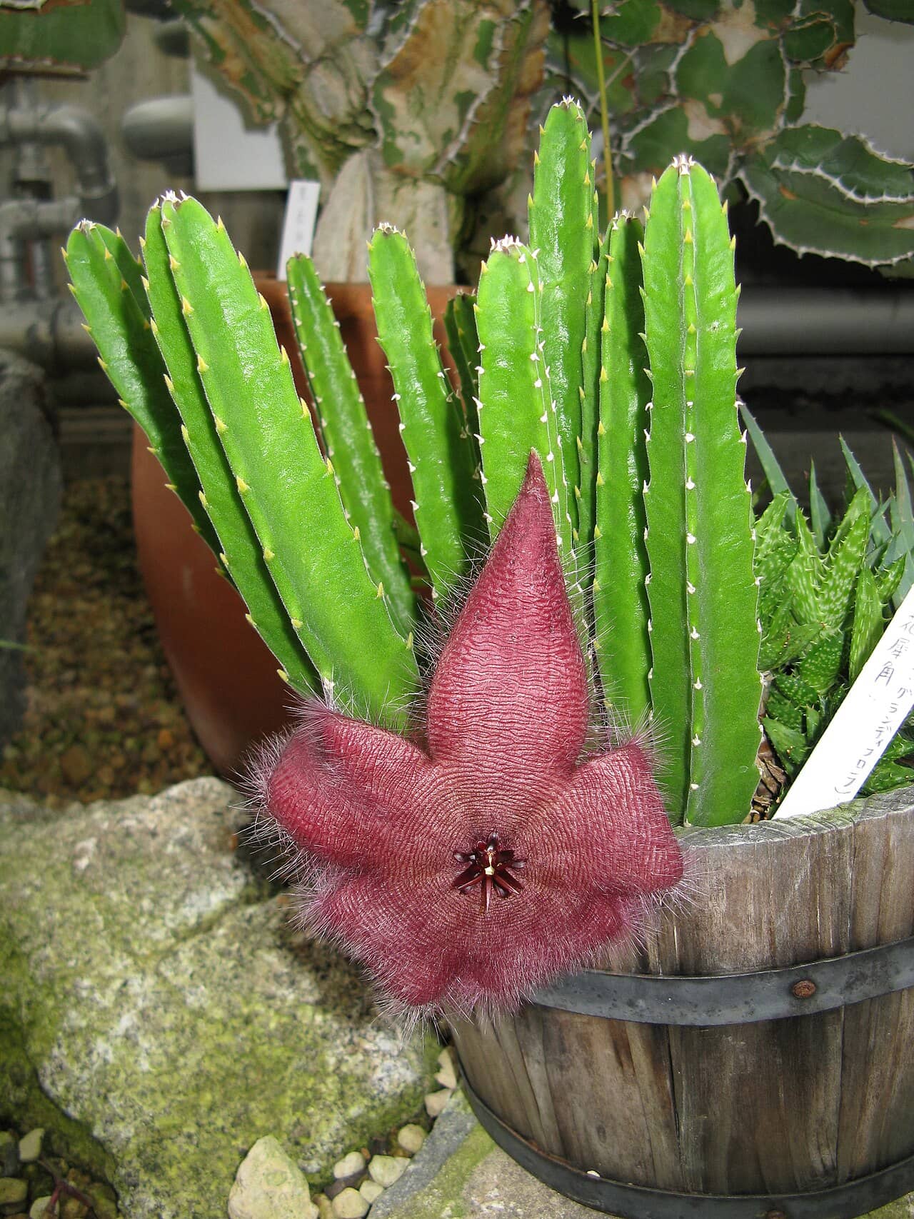 Carrion Flower (Stapelia grandiflora), the whole plant.