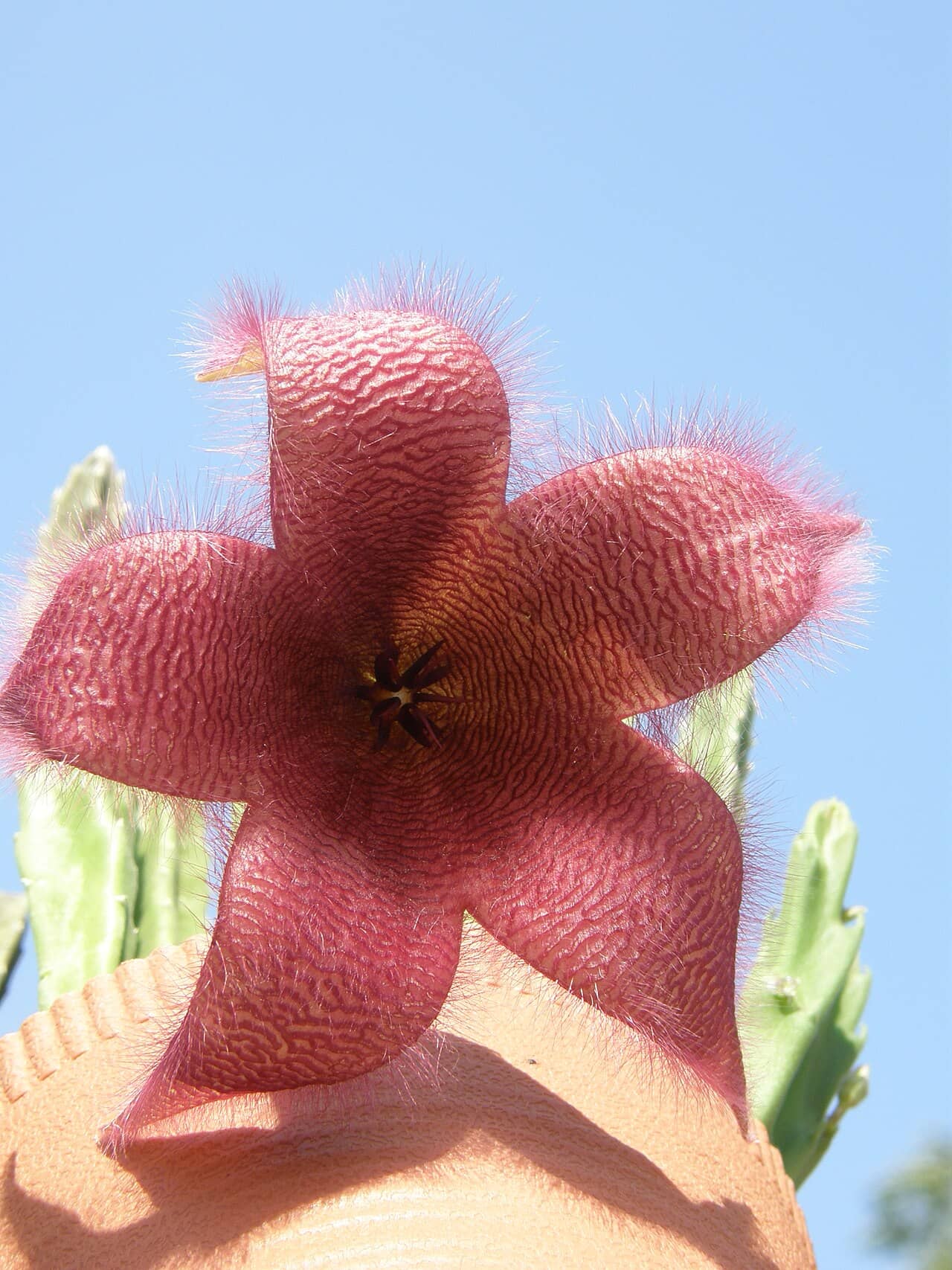 Flowers of Carrion Flower (Stapelia grandiflora).