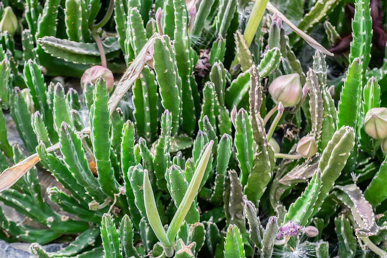 African Starfish Flower (Stapelia hirsuta), the whole plant.