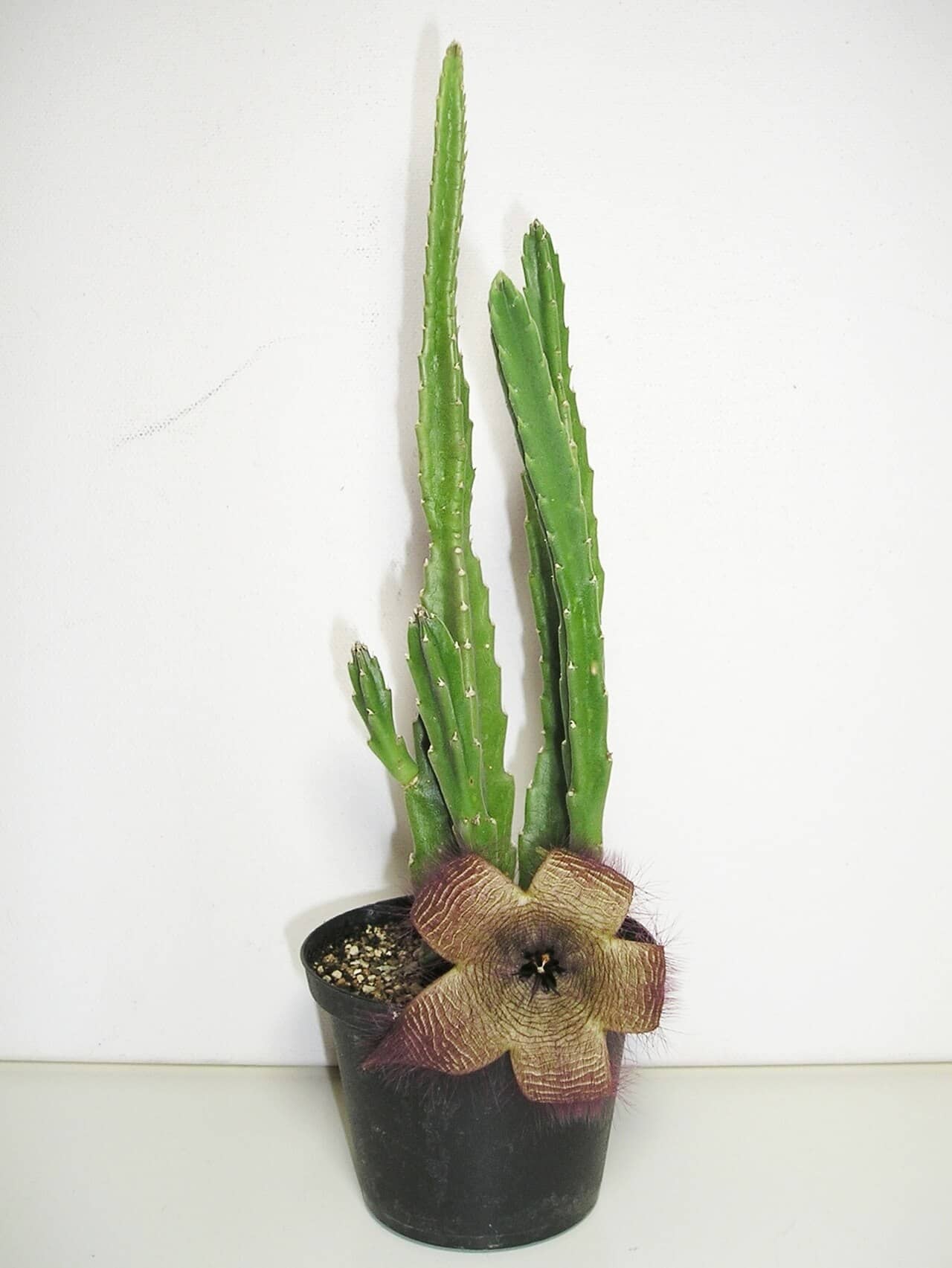 African Starfish Flower (Stapelia hirsuta) growing in a pot.