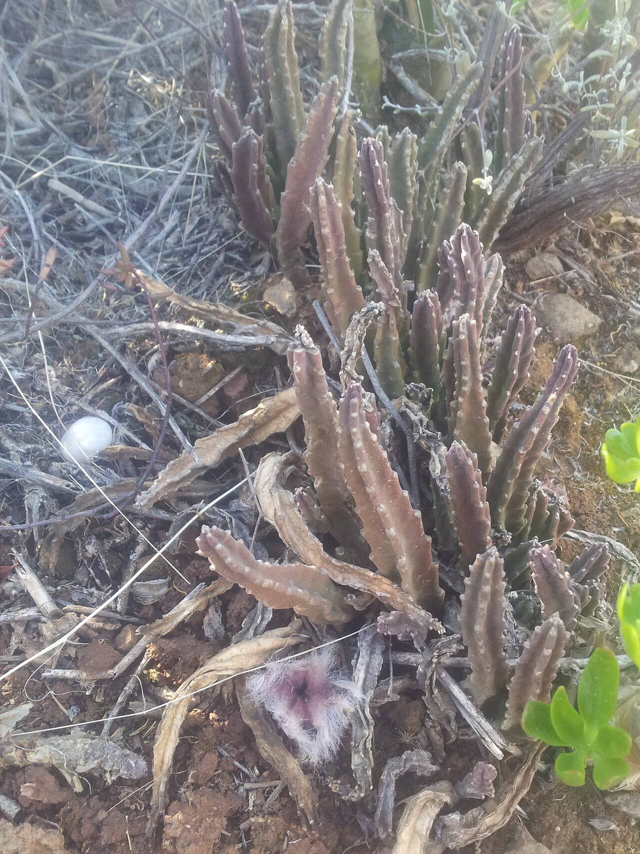 African Starfish Flower (Stapelia hirsuta) growing wild.