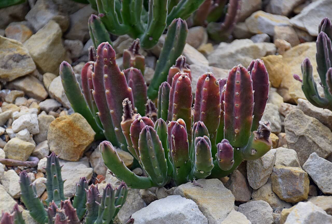 Black Bells (Stapelia leendertziae), the whole plant.
