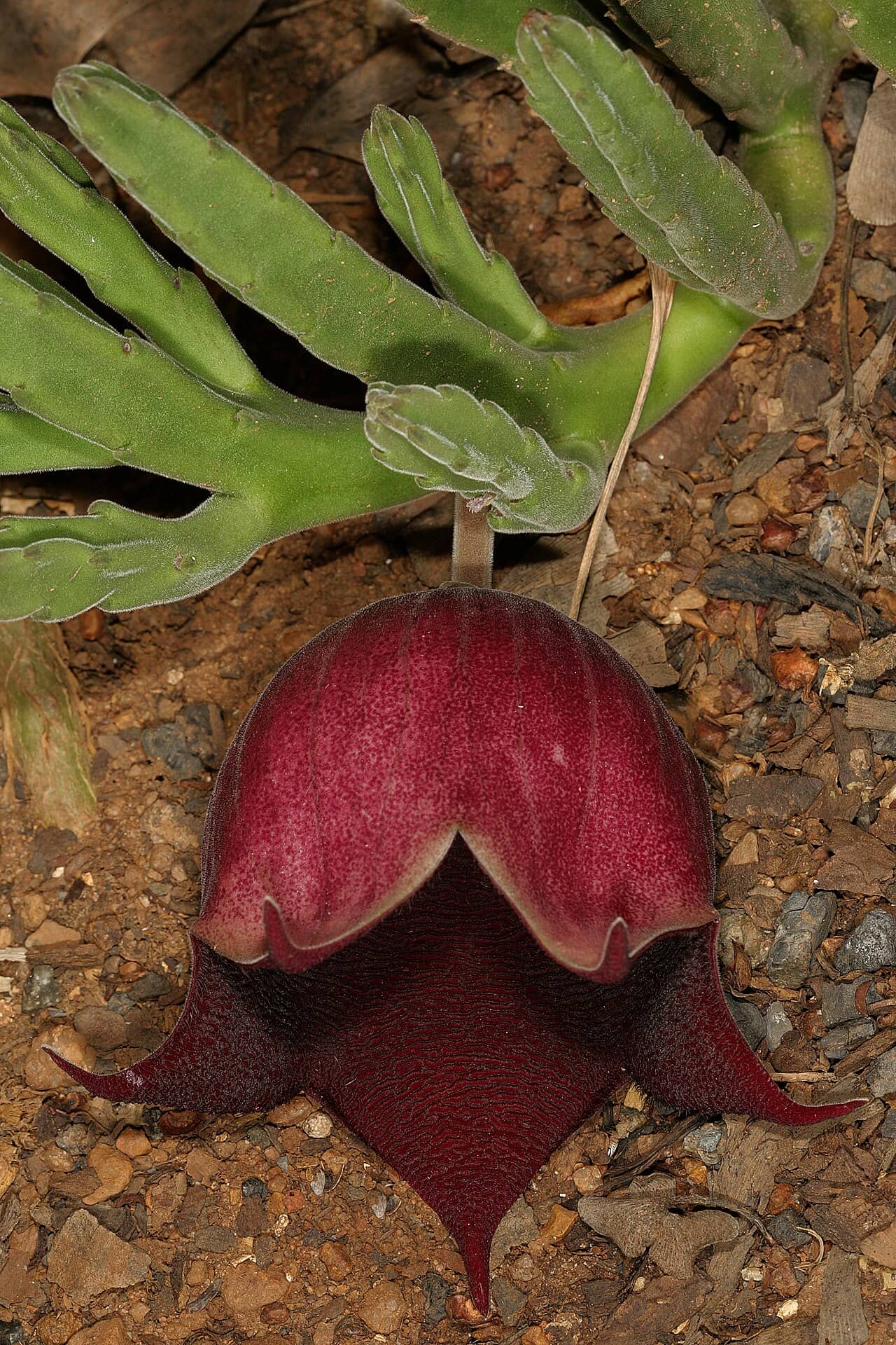Flowers of Black Bells (Stapelia leendertziae).