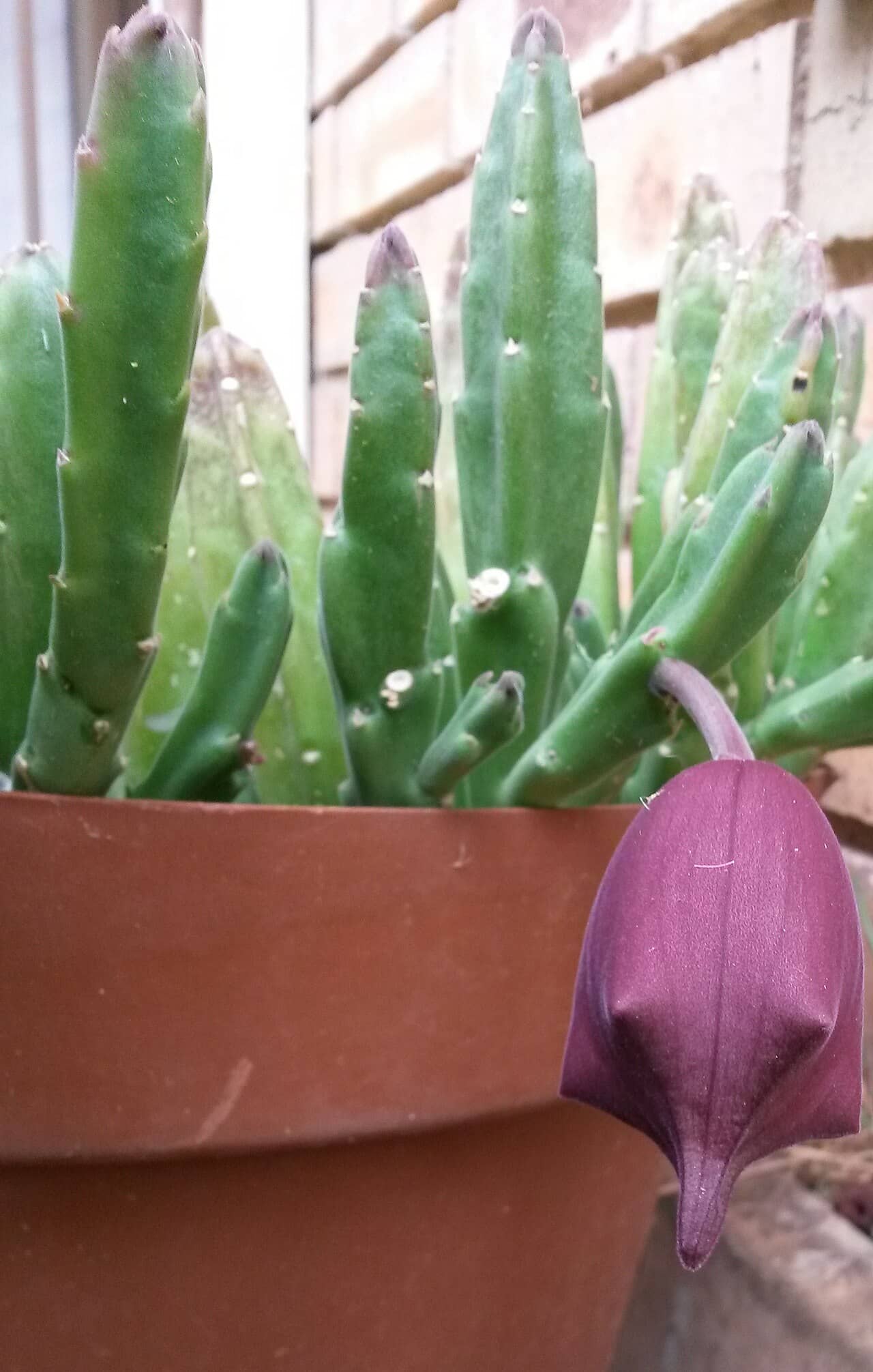 Black Bells (Stapelia leendertziae) growing in a pot.