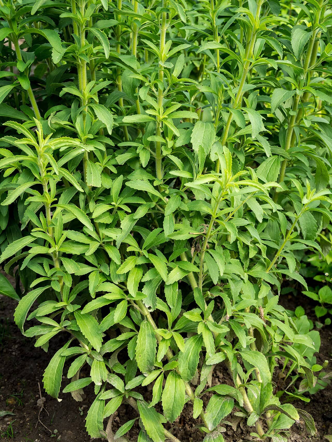 Candy Leaf (Stevia rebaudiana), the whole plant.
