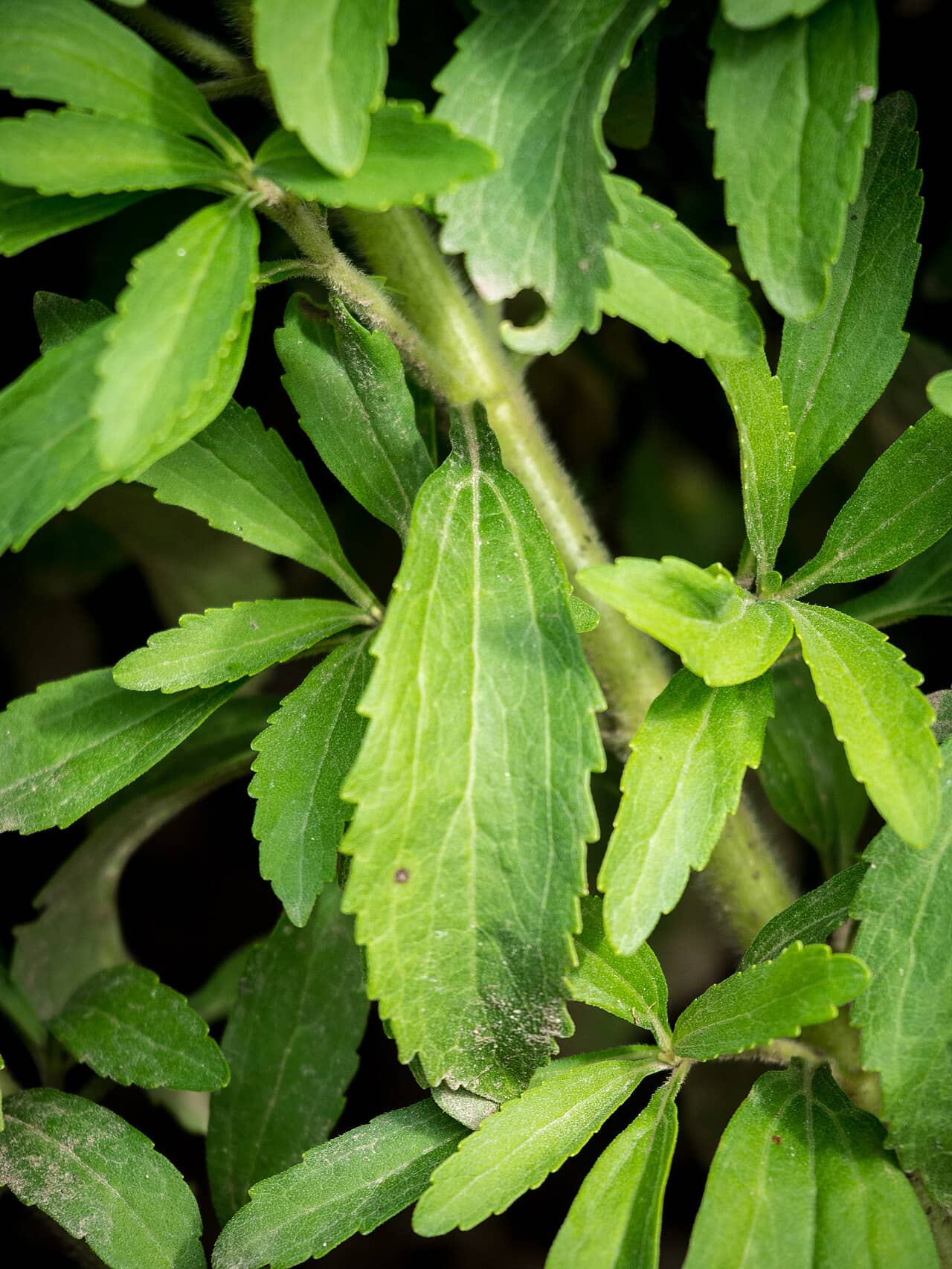 Close view of Candy Leaf (Stevia rebaudiana) foliage.