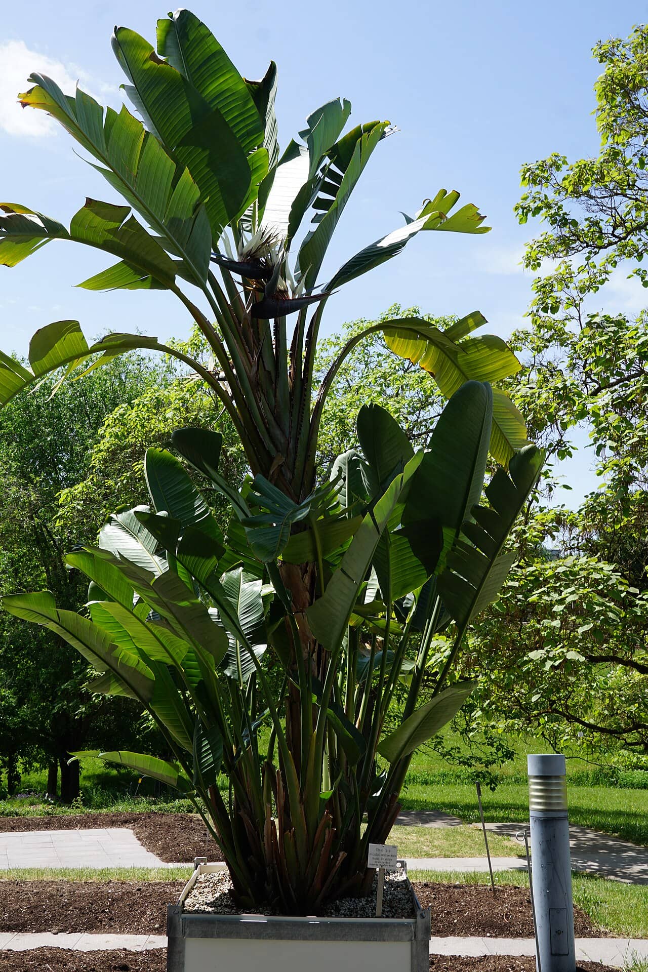 Giant Bird of Paradise (Strelitzia nicolai), the whole plant.