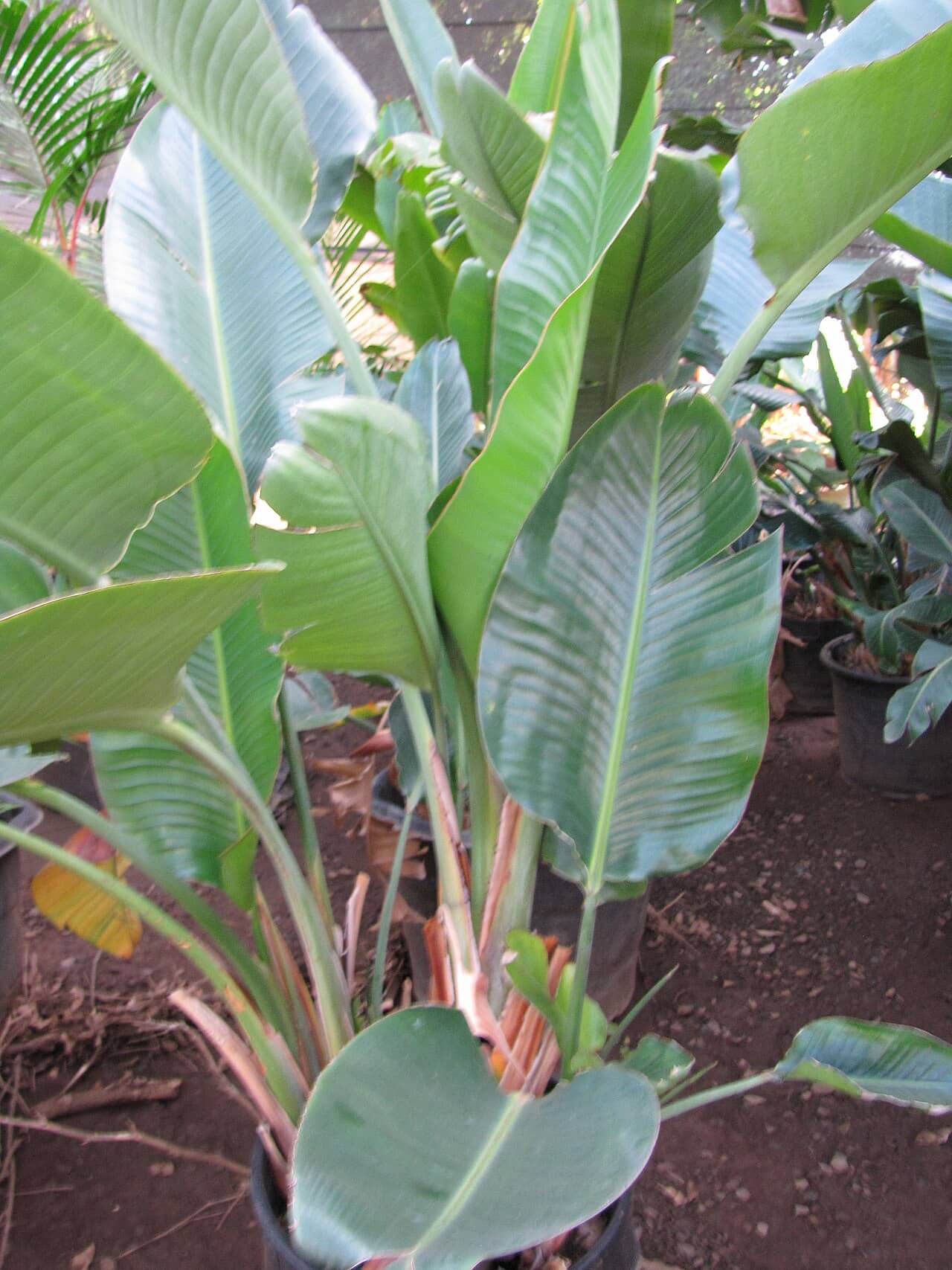 Close view of Giant Bird of Paradise (Strelitzia nicolai) foliage.