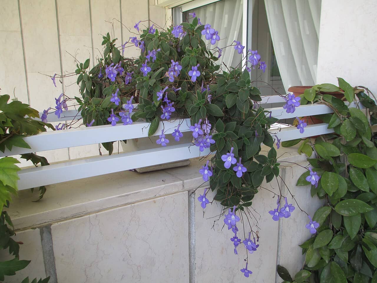 Cape Primrose (Streptocarpus saxorum), the whole plant.