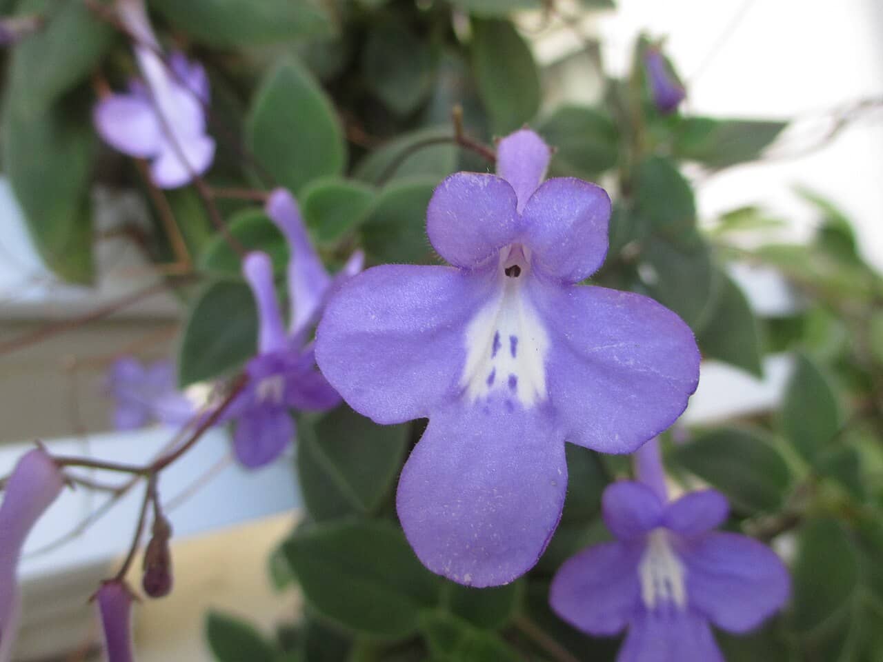 Flowers of Cape Primrose (Streptocarpus saxorum).