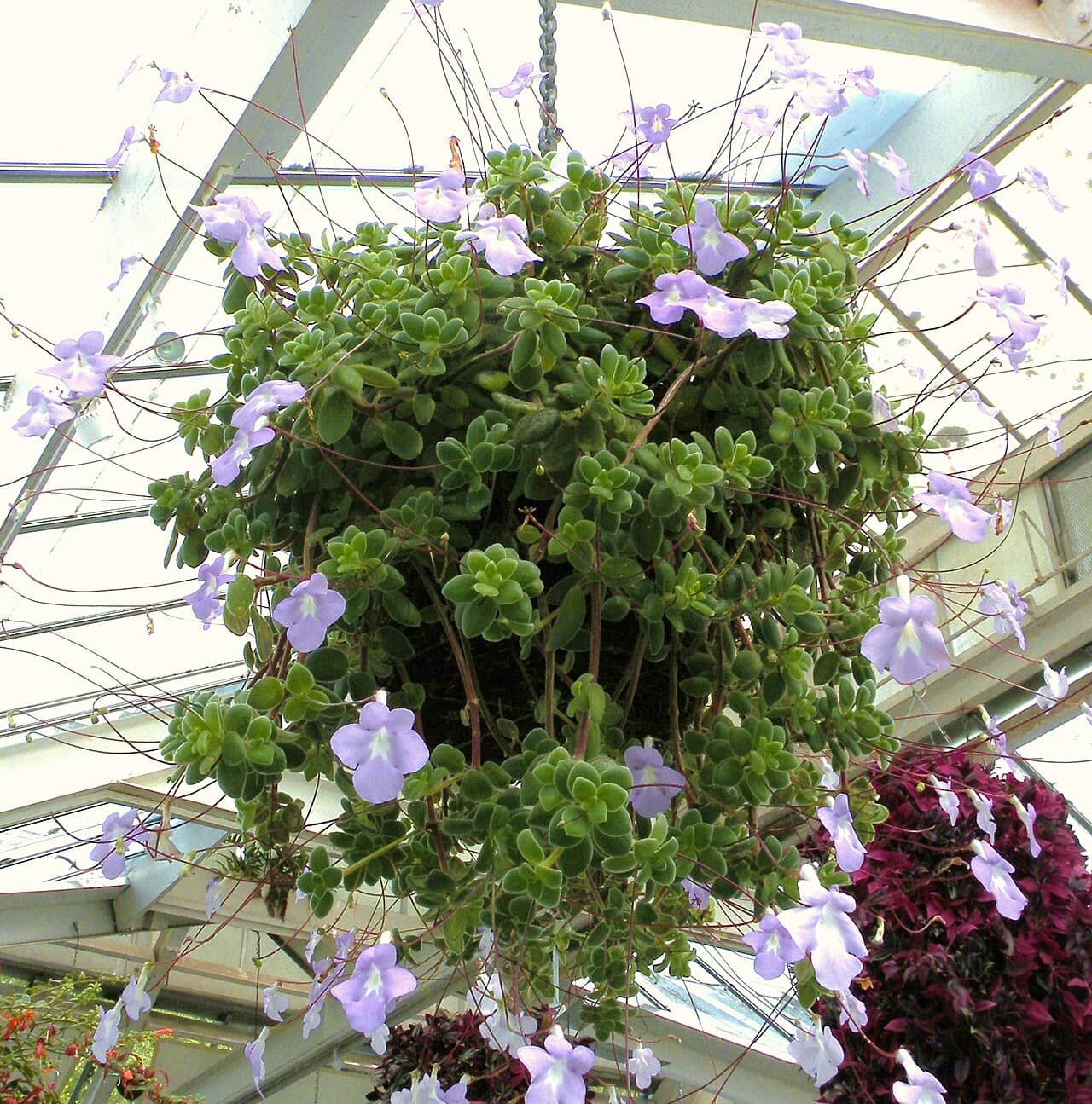 Cape Primrose (Streptocarpus saxorum) growing in a pot.