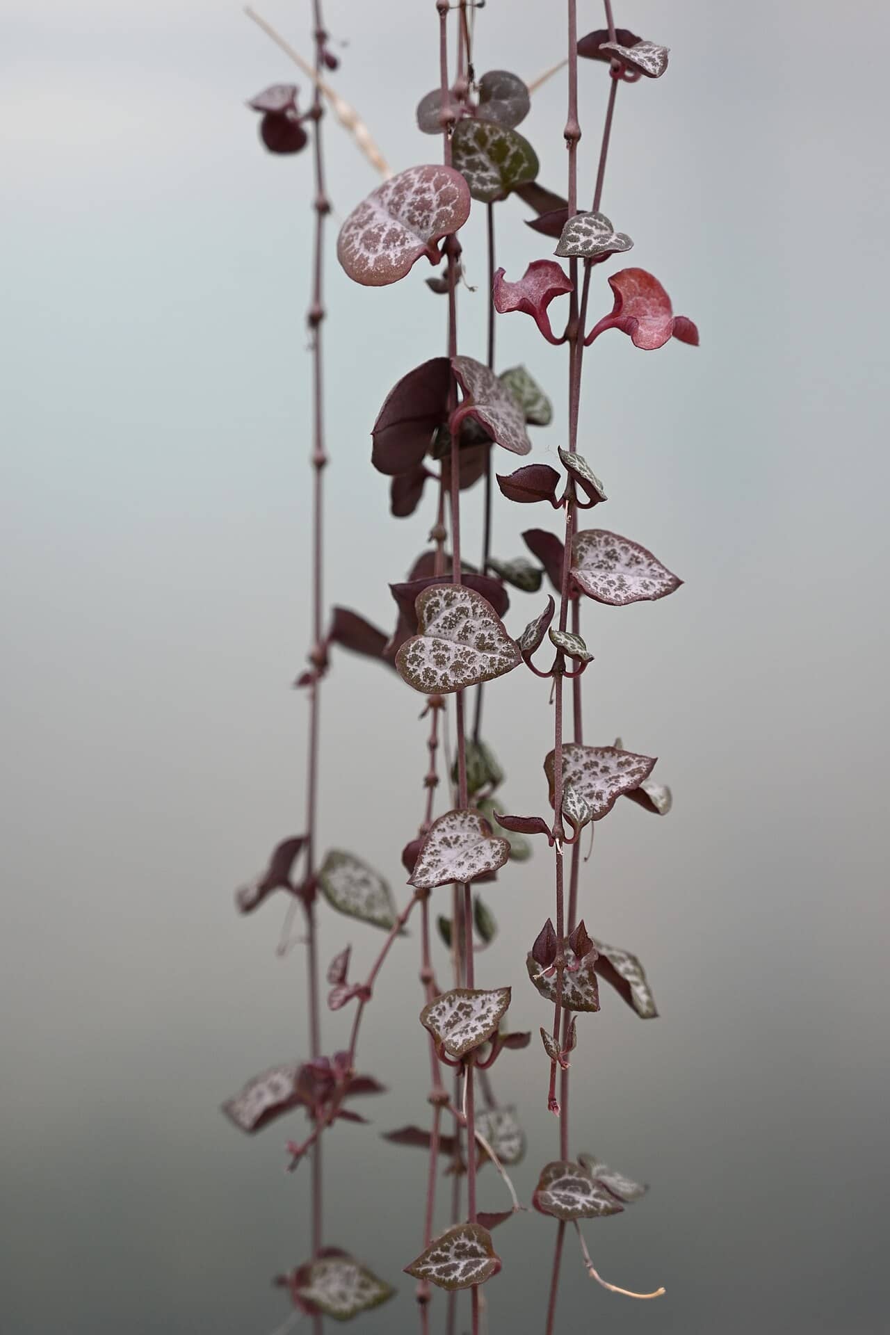 String of hearts (Ceropegia woodii), the whole plant.