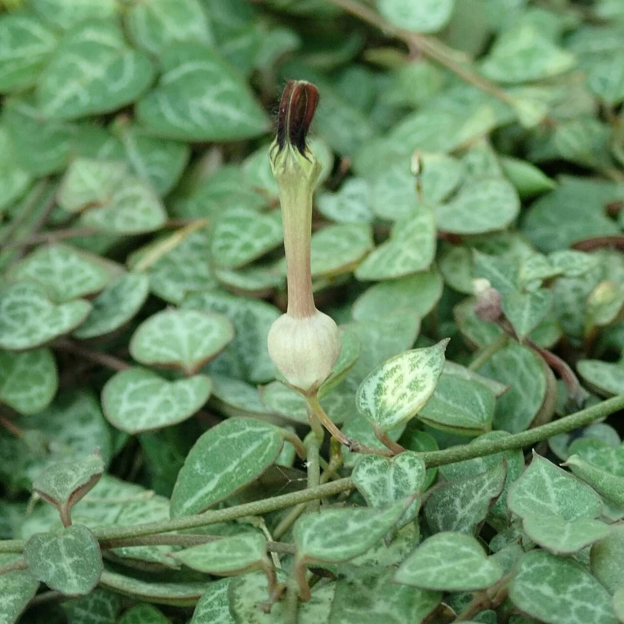 Flowers of String of hearts (Ceropegia woodii).