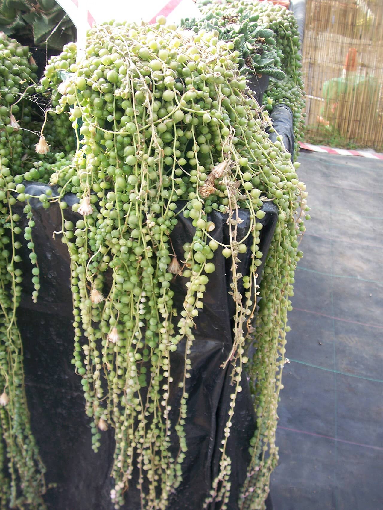String of pearls (Curio rowleyanus), the whole plant.
