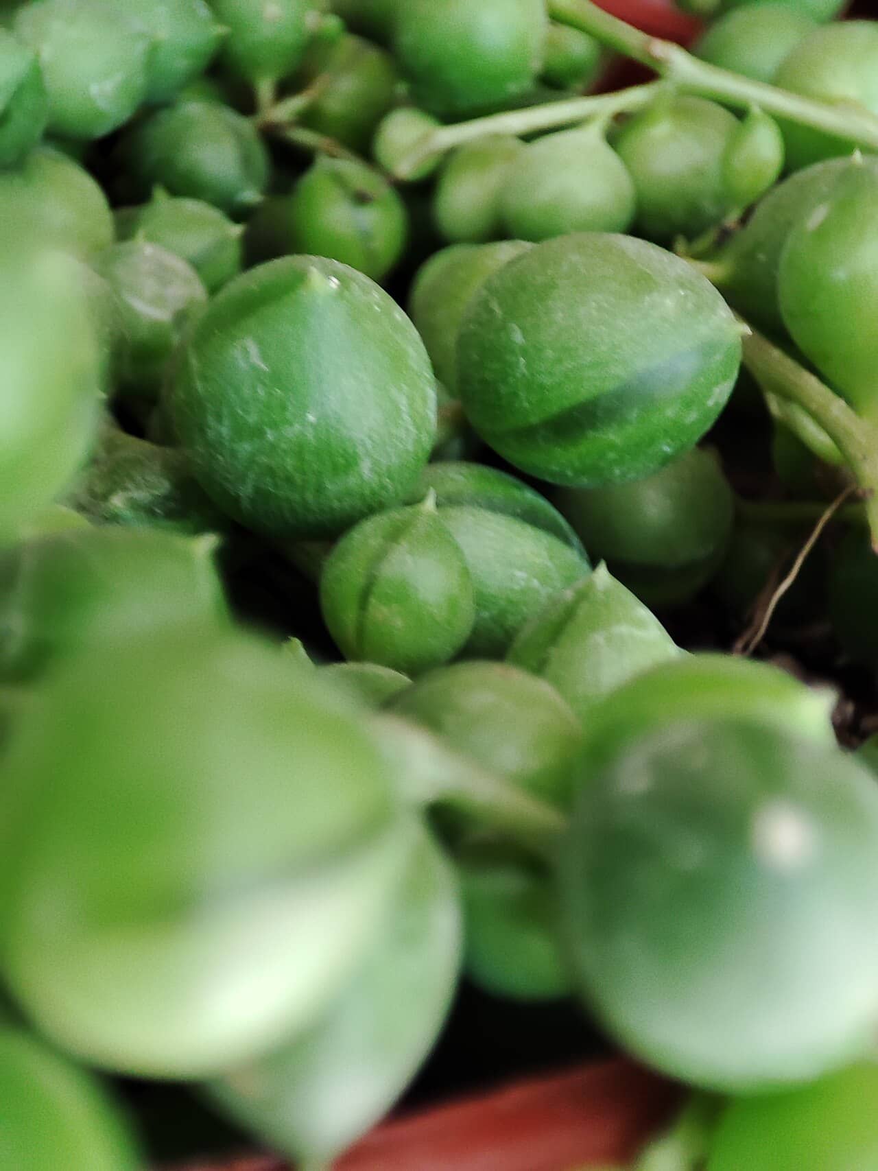 Close view of String of pearls (Curio rowleyanus) foliage.