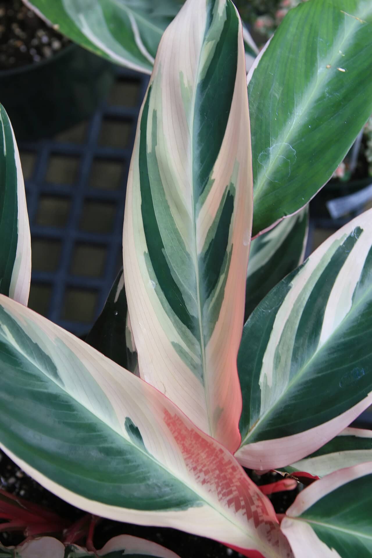 Close view of Stromanthe (Stromanthe thalia) foliage.