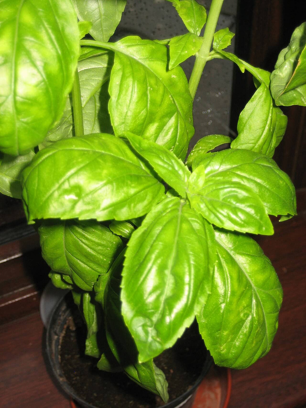 Close view of Sweet basil (Ocimum basilicum) foliage.