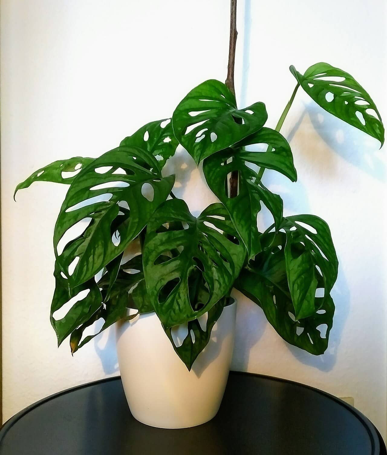 Swiss cheese vine (Monstera adansonii), the whole plant.