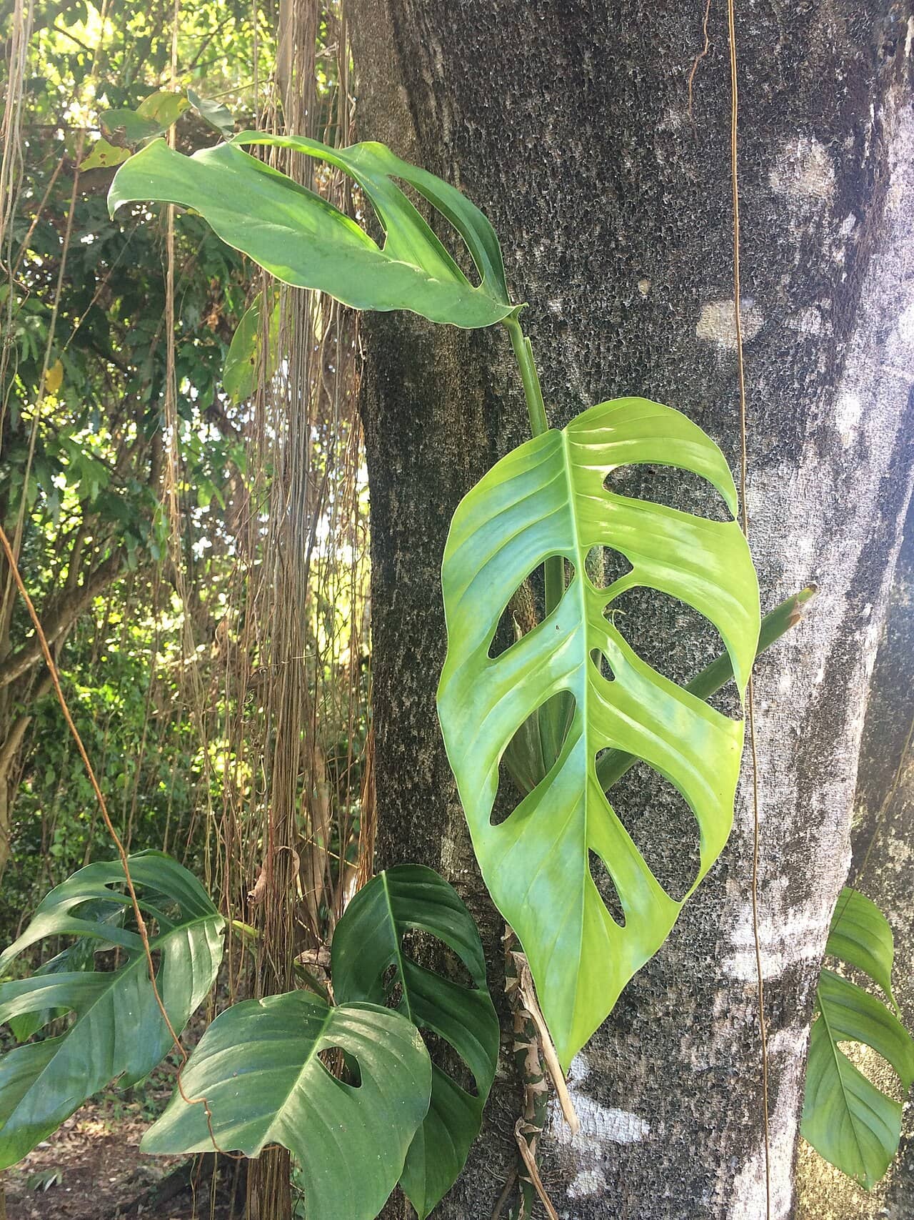 Close view of Swiss cheese vine (Monstera adansonii) foliage.