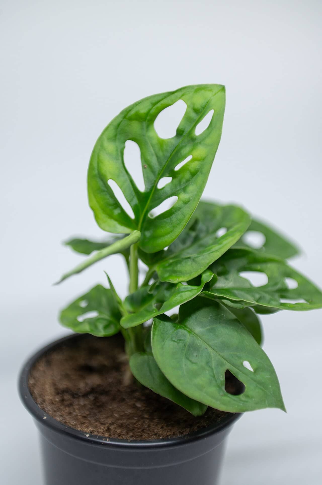 Swiss cheese vine (Monstera adansonii) growing in a pot.