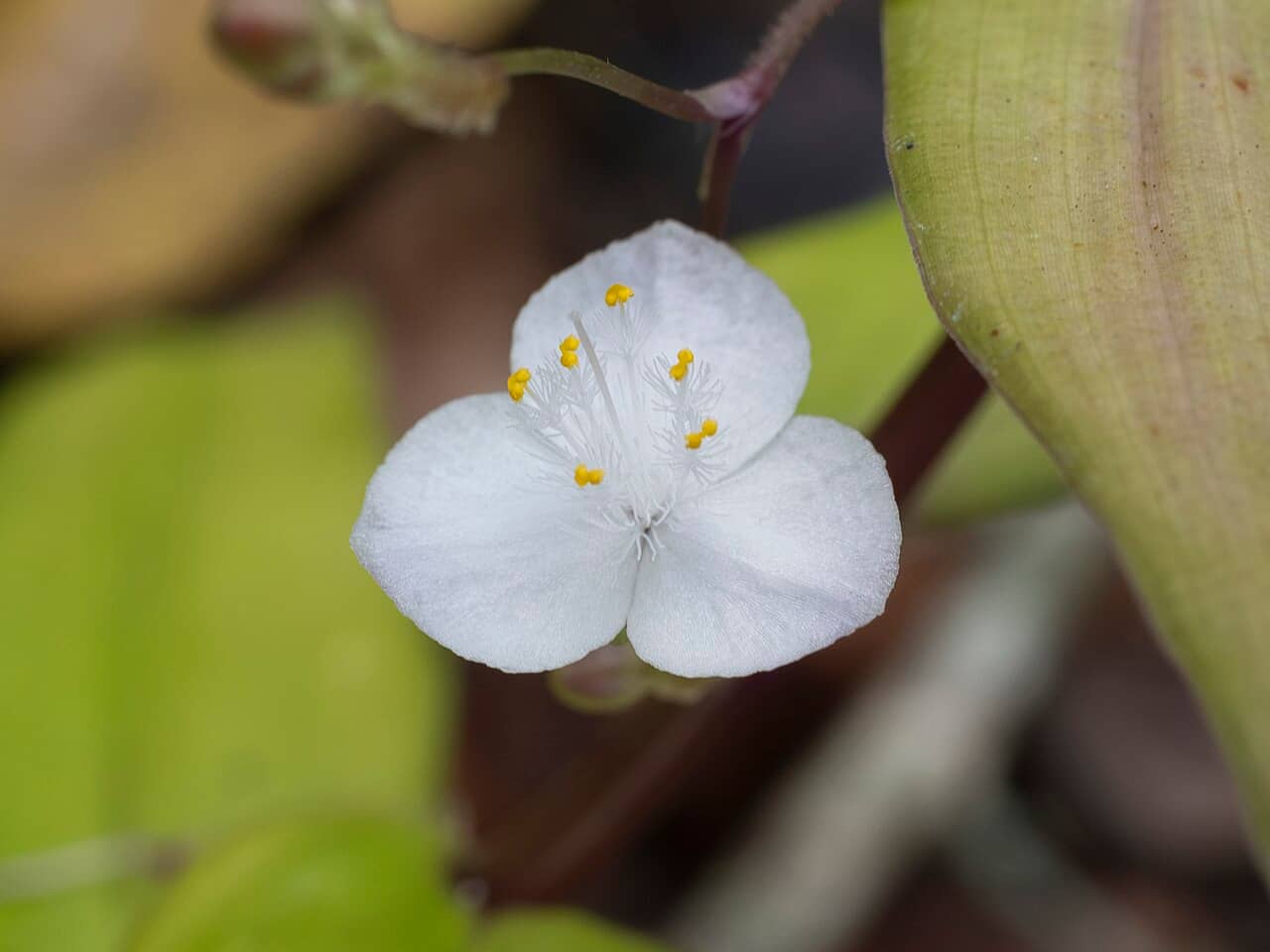 Flowers of Tahitian Bridal Veil (Gibasis pellucida).