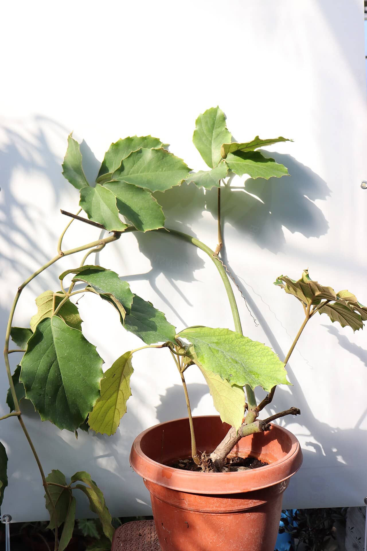 Chestnut Vine (Tetrastigma voinierianum) growing in a pot.