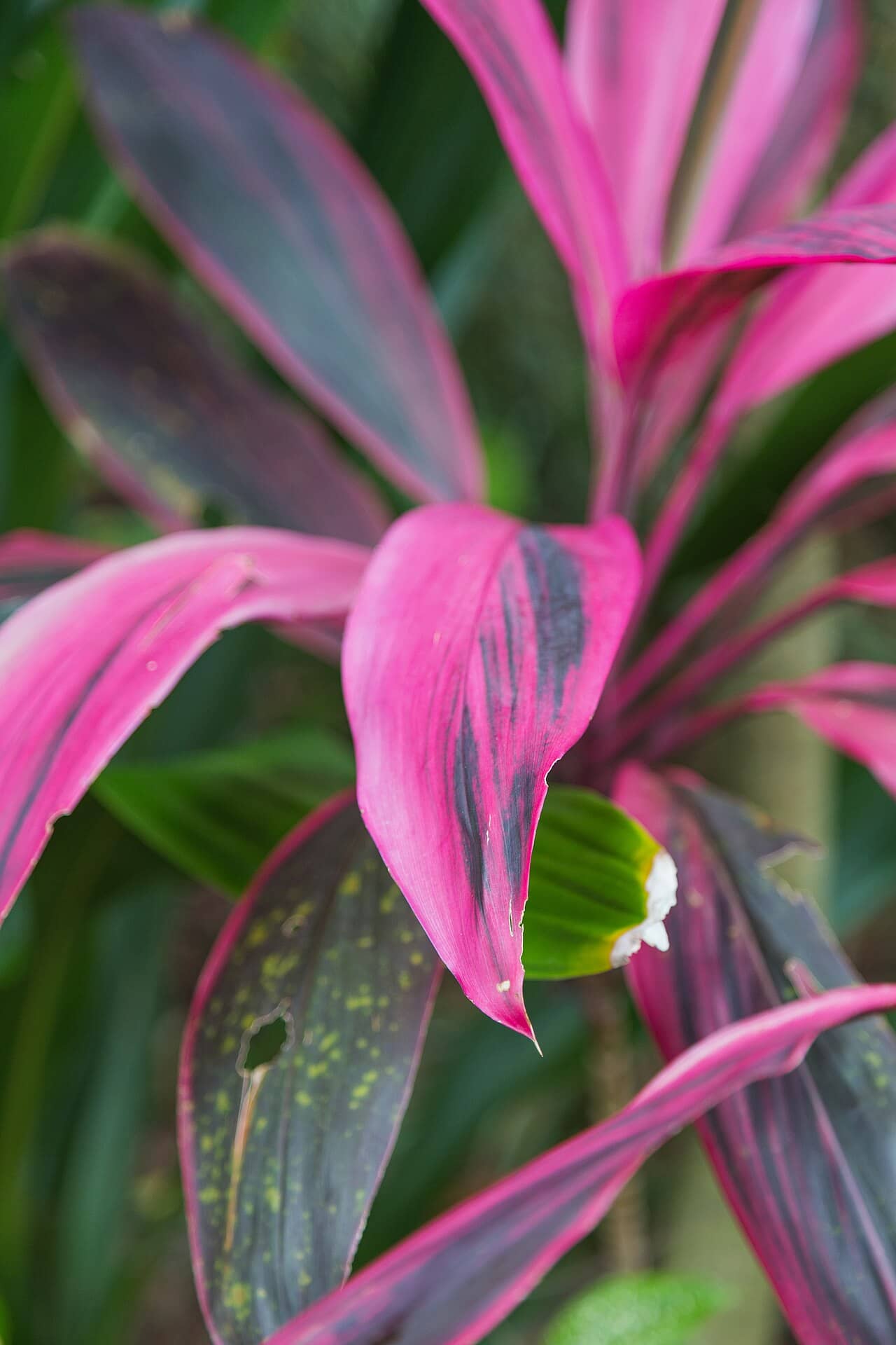 Close view of Ti Plant (Cordyline fruticosa) foliage.