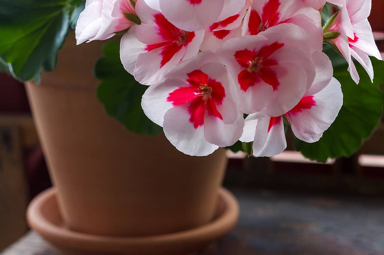 Zonal geranium (Pelargonium zonale) growing in a pot.