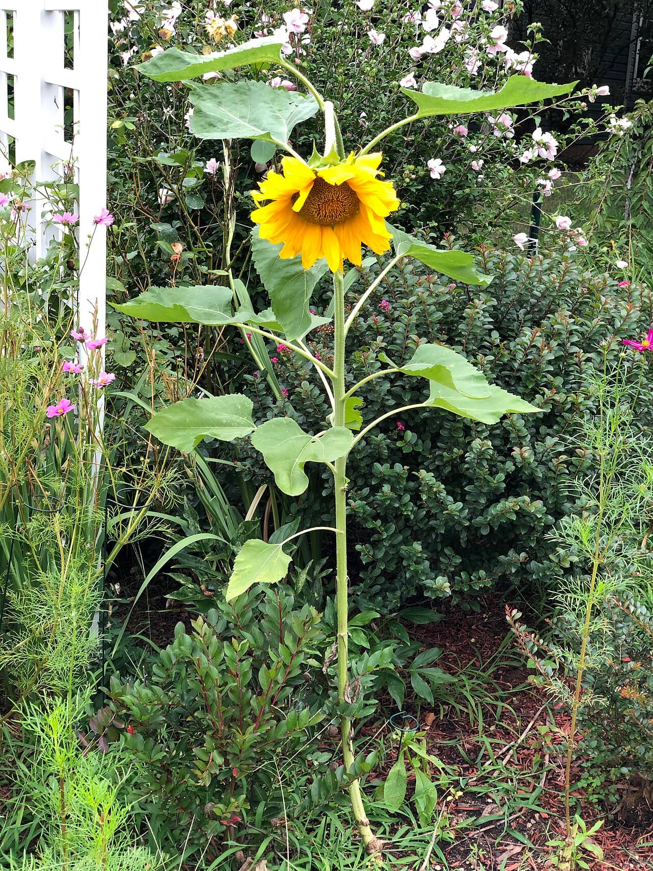 Sunflower (Helianthus annuus), the whole plant.
