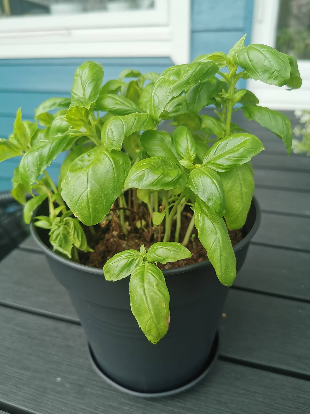 Sweet basil (Ocimum basilicum), the whole plant.