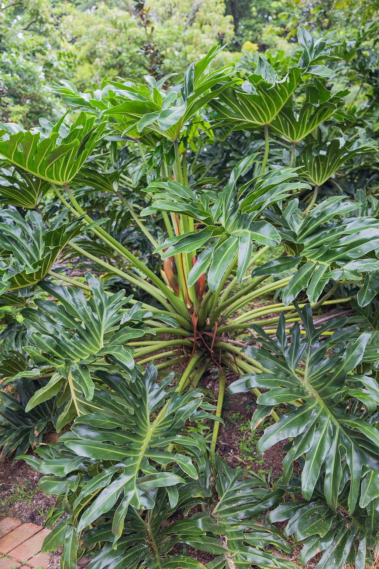 Lacy tree philodendron (Thaumatophyllum bipinnatifidum), the whole plant.
