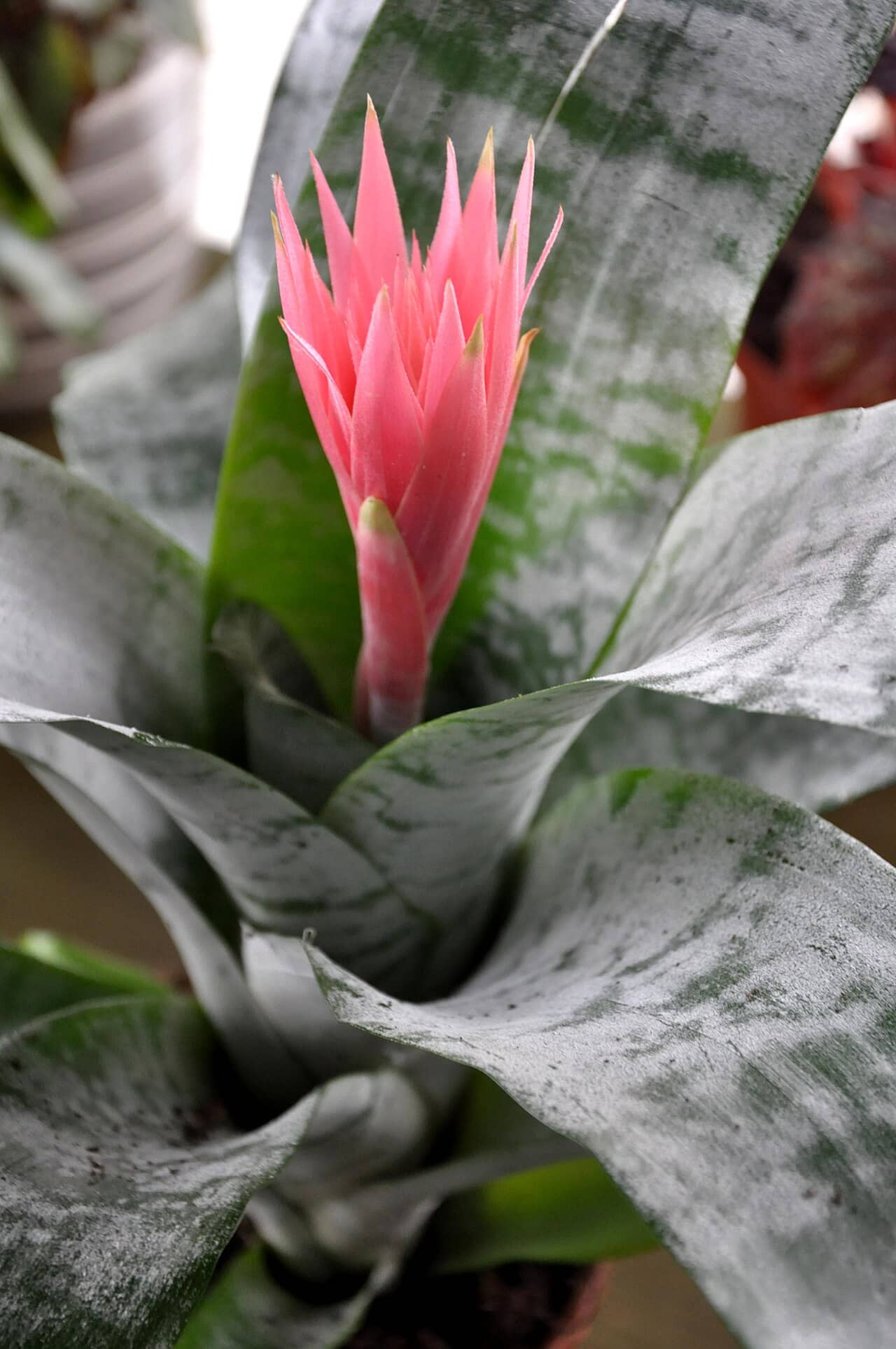 Urn plant (Aechmea fasciata), the whole plant.