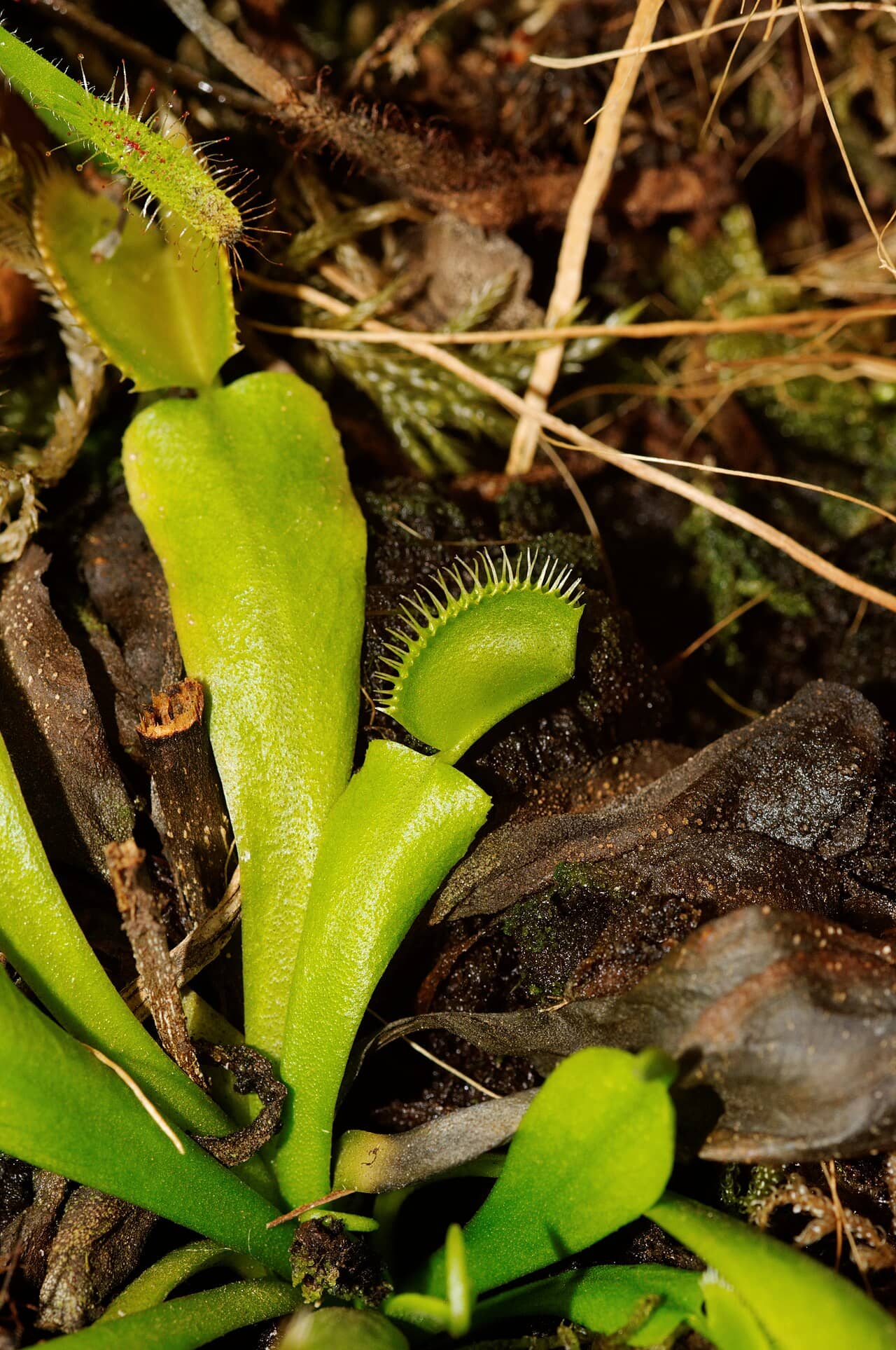 Venus flytrap (Dionaea muscipula), the whole plant.