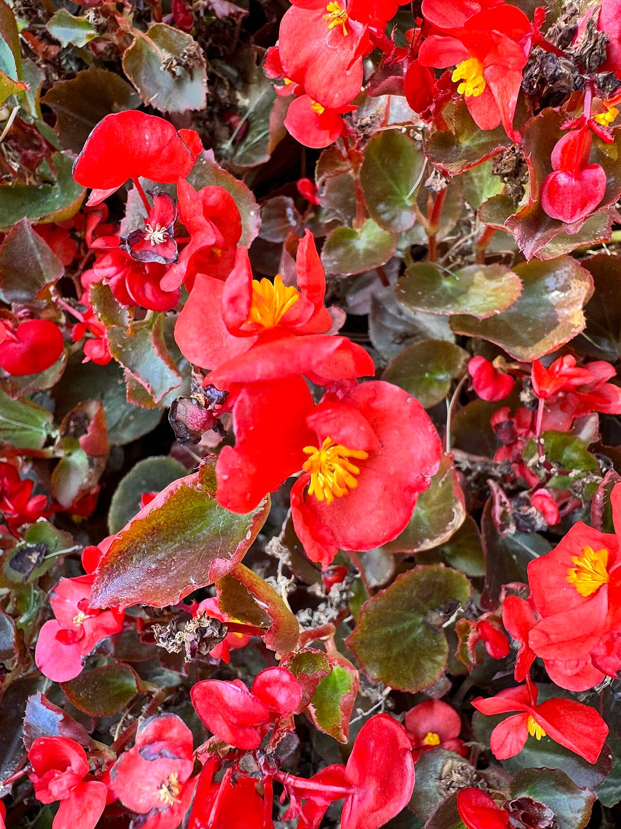 Wax begonia (Begonia semperflorens), the whole plant.