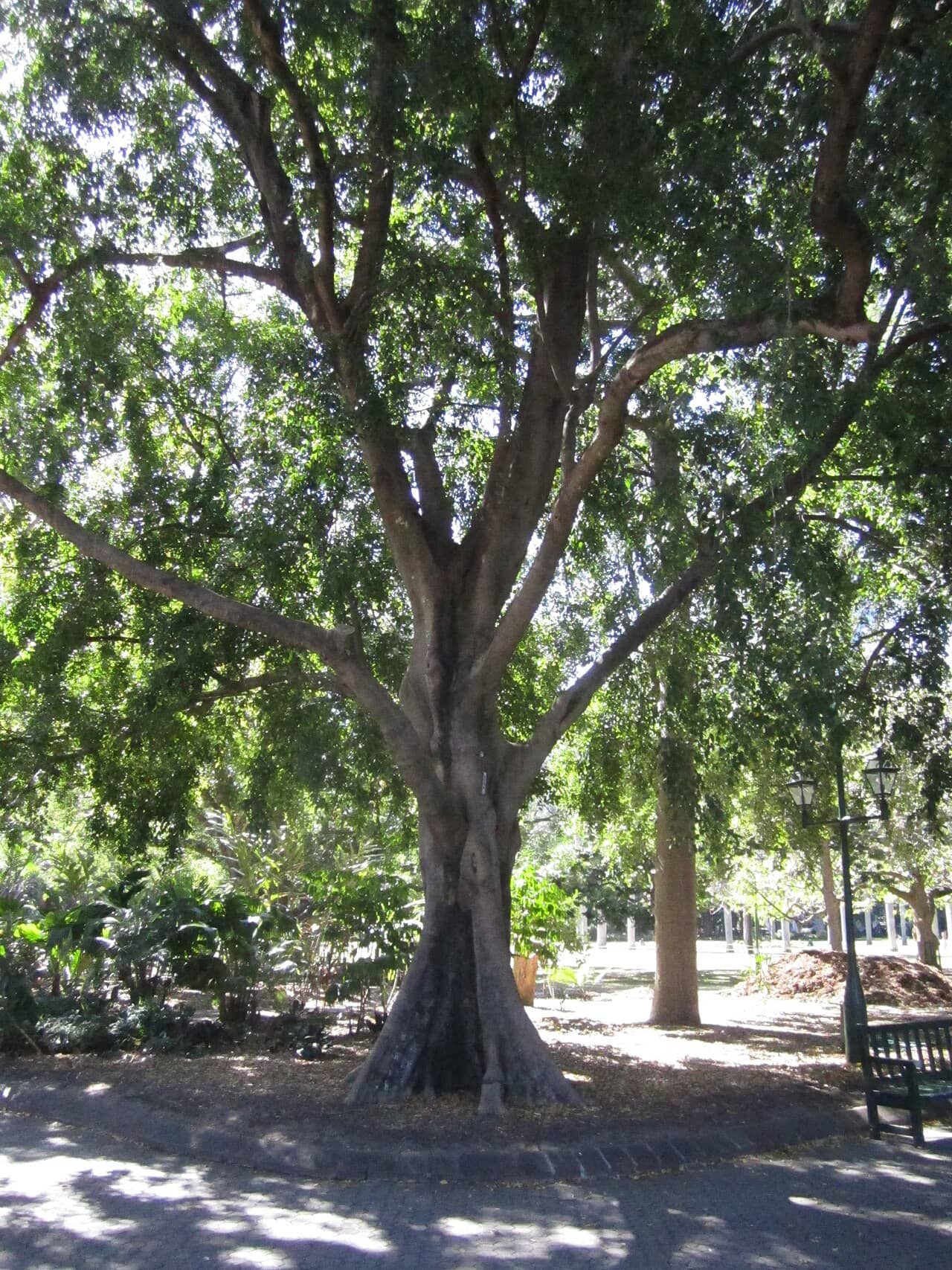 Weeping fig (Ficus benjamina), the whole plant.