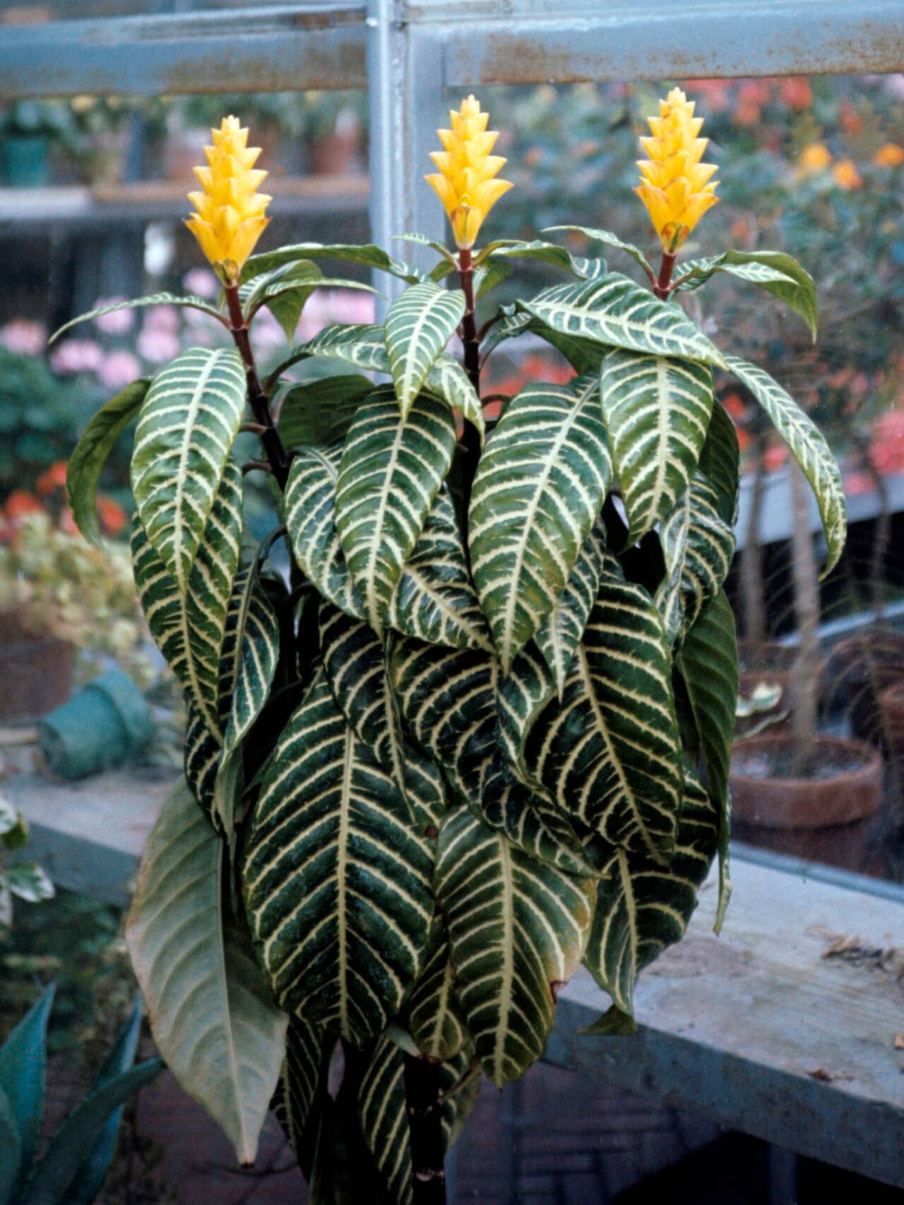 Zebra plant (Aphelandra squarrosa), the whole plant.