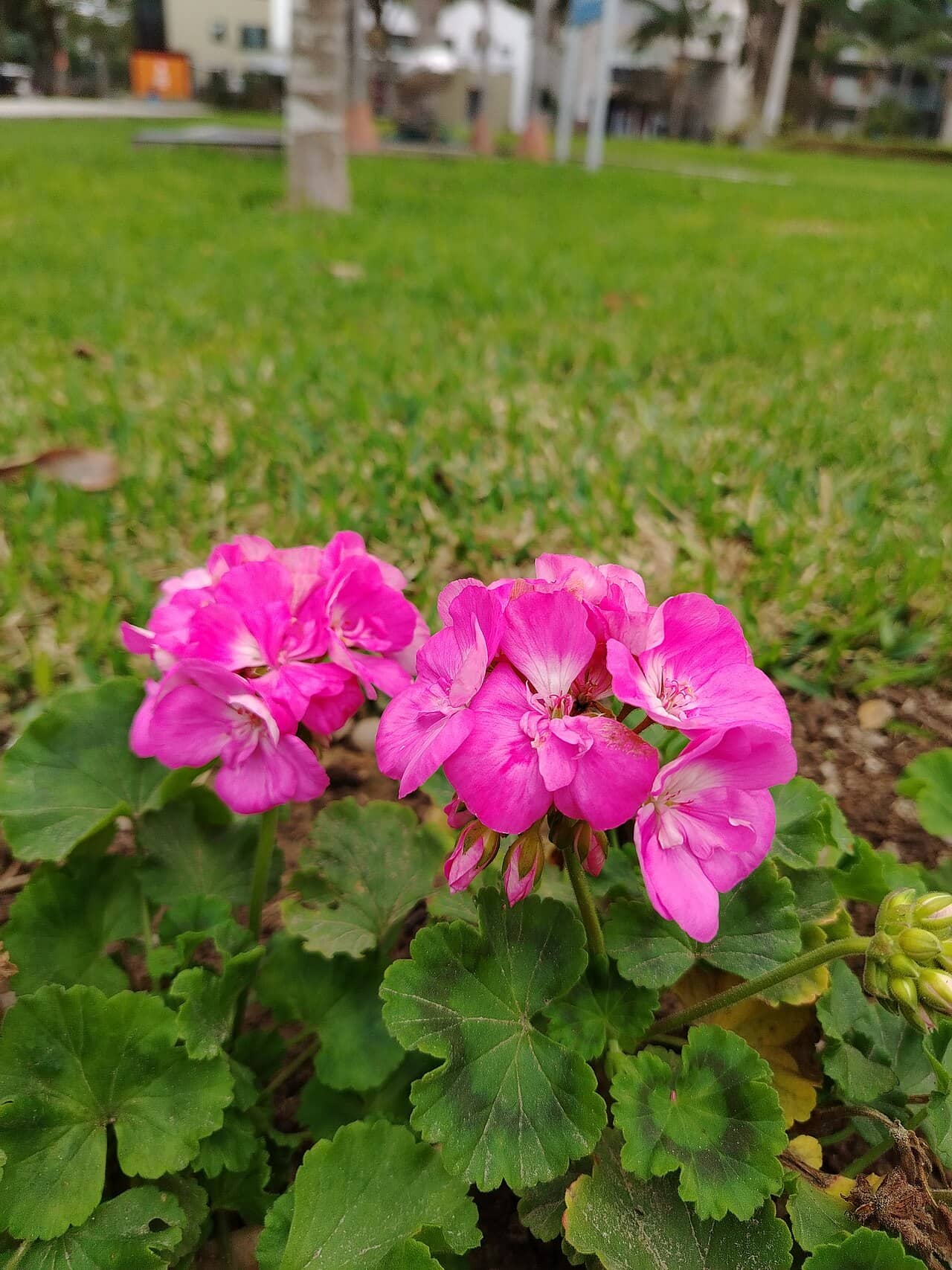 Zonal geranium (Pelargonium zonale), the whole plant.